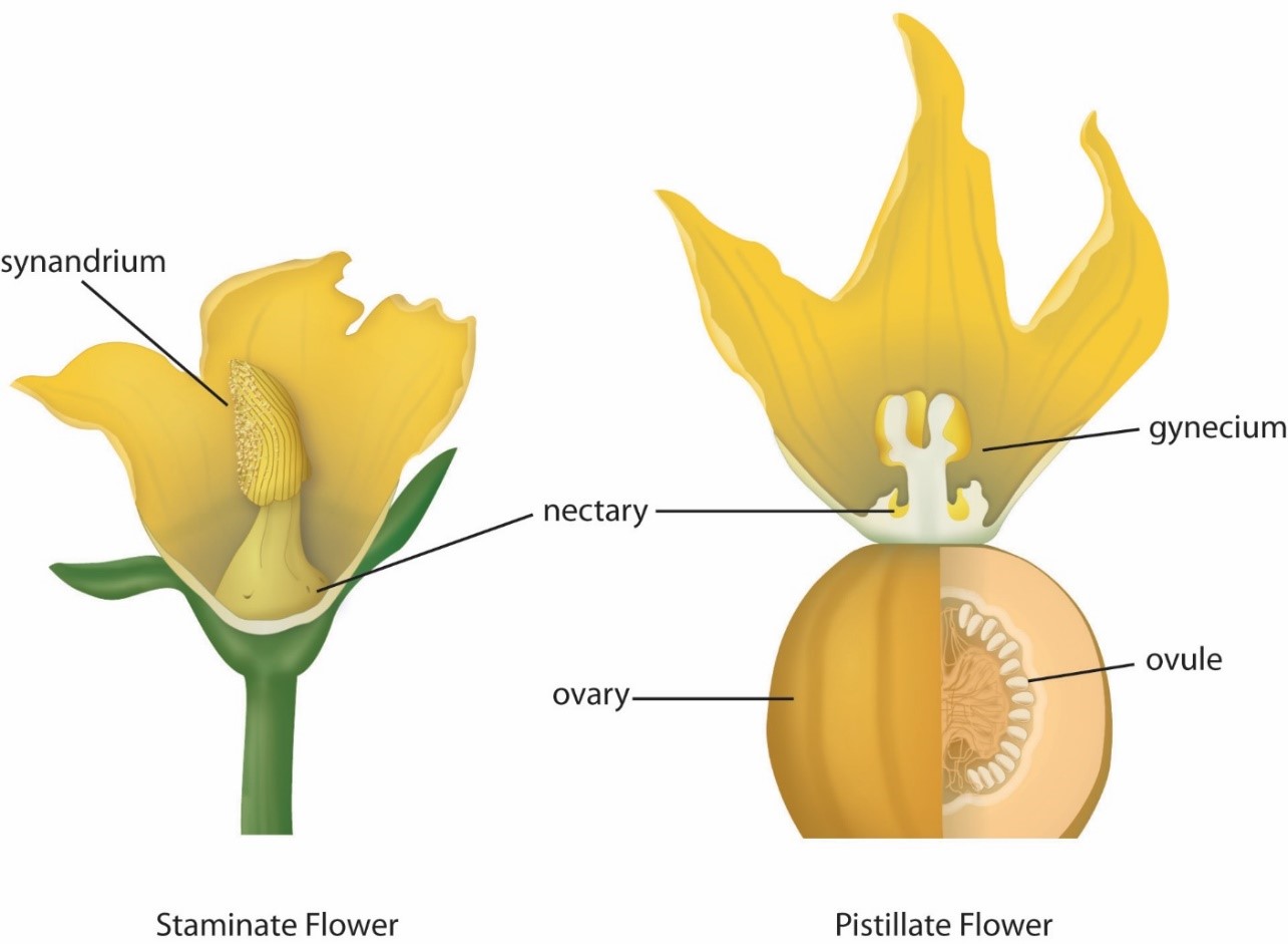 a cross section of a male squash flower and a cross section of the female squash flower