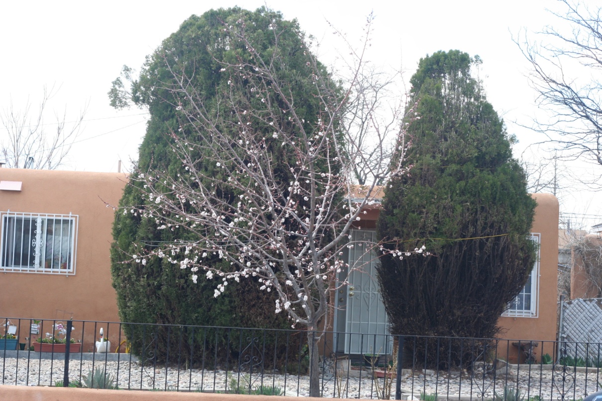 a tree outdoors in blossom with two evergreens and a low building behind it 