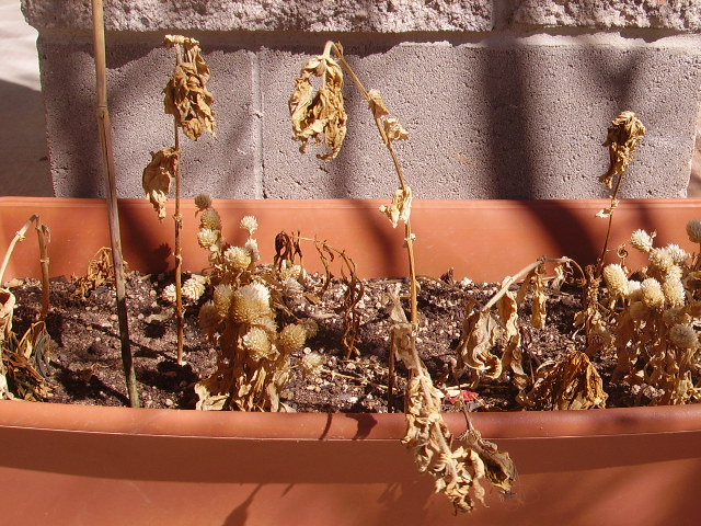 an outdoor plant pot with several dessicated plants in it