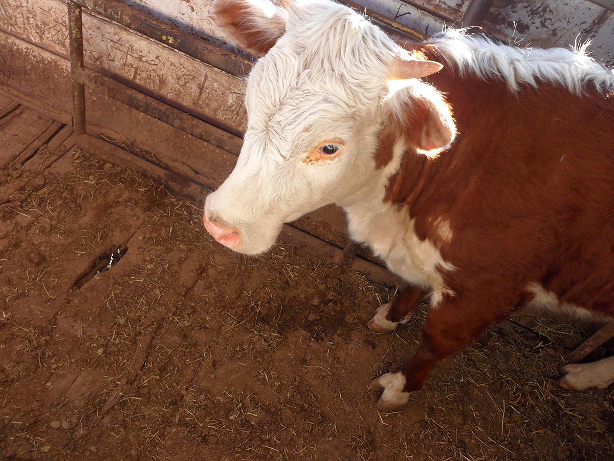 a close up of a cow's head and shoulders