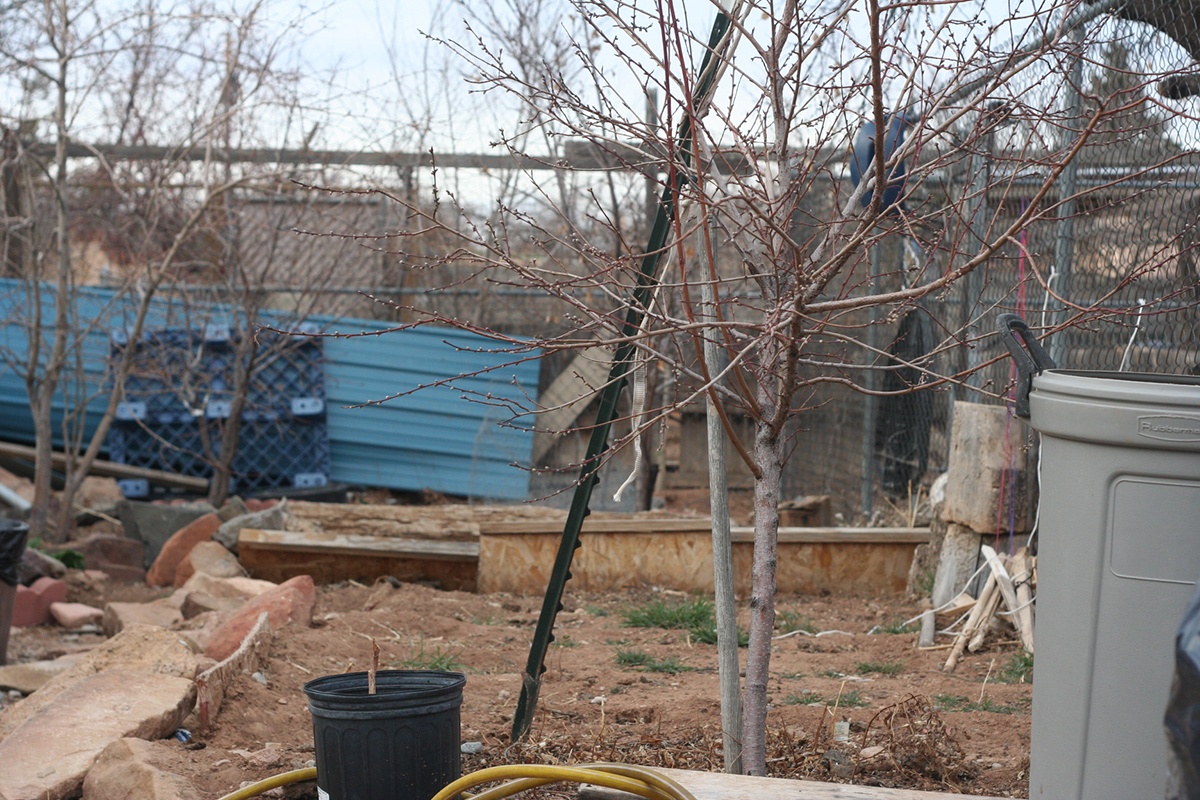 a backyard with small trees with no leaves on them and some garden paraphernalia