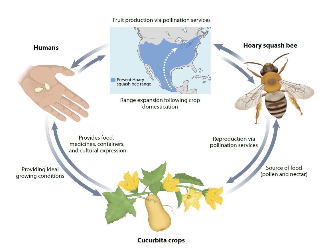 bee pollination diagram