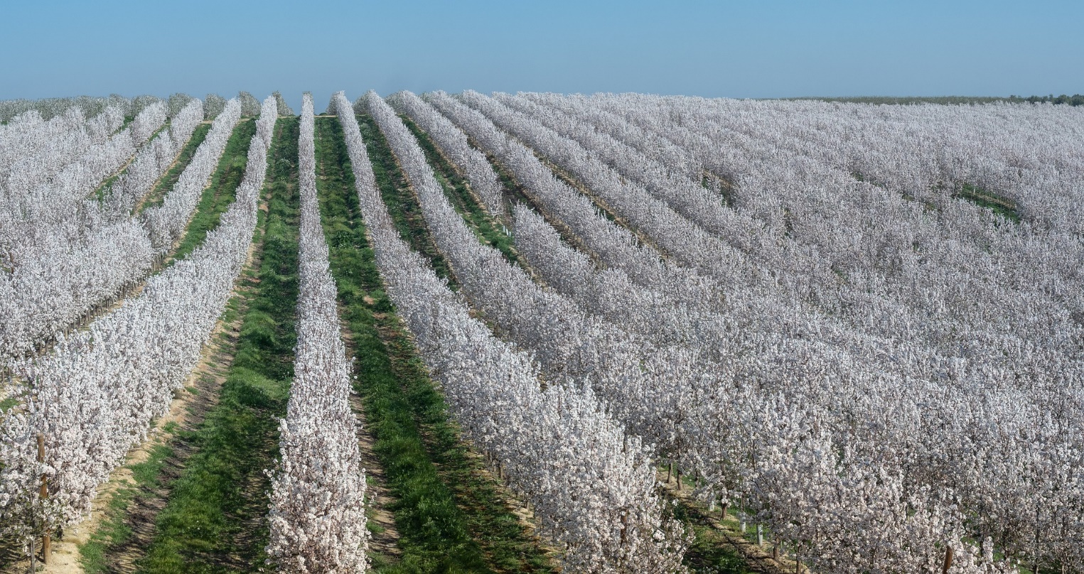 rows of flowering almond trees