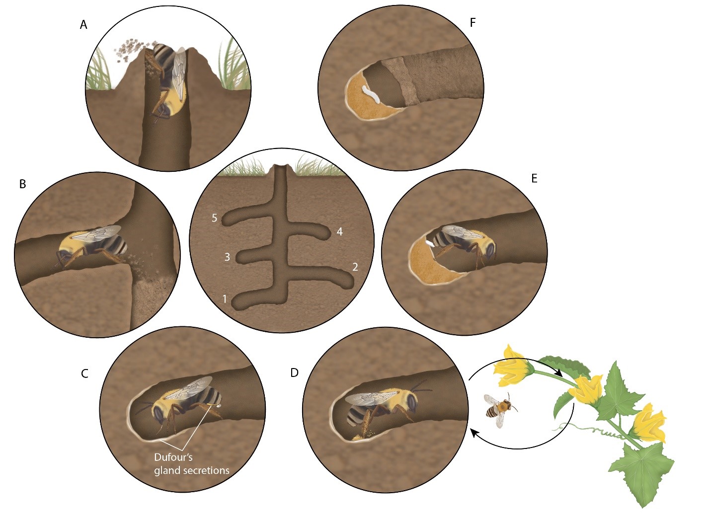 drawing of a squash bee nest descending into the ground with the various steps involved in nest excavating