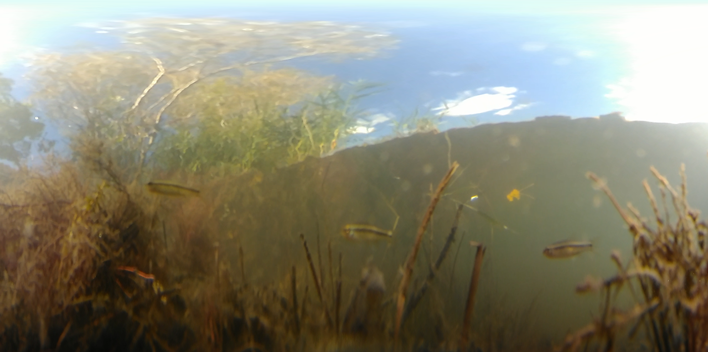 underwater photo showing fish and water plants, with blue sky above