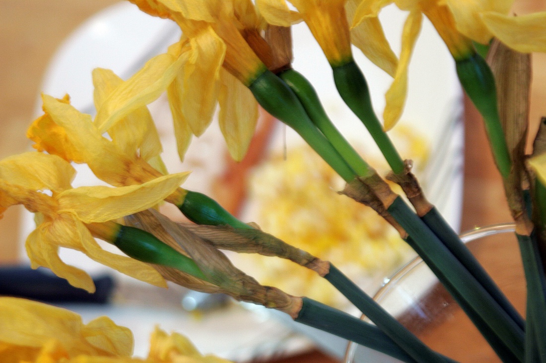 close up of daffodils in the process of drying out