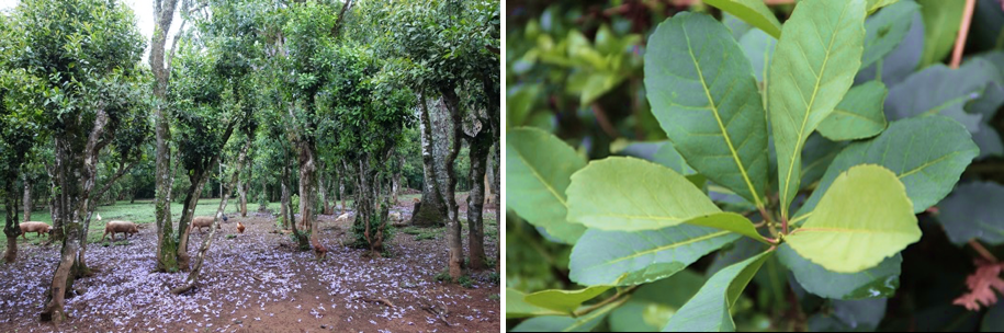 two photos showing erva-mate growing in a forest and a close-up of the plant's leaves