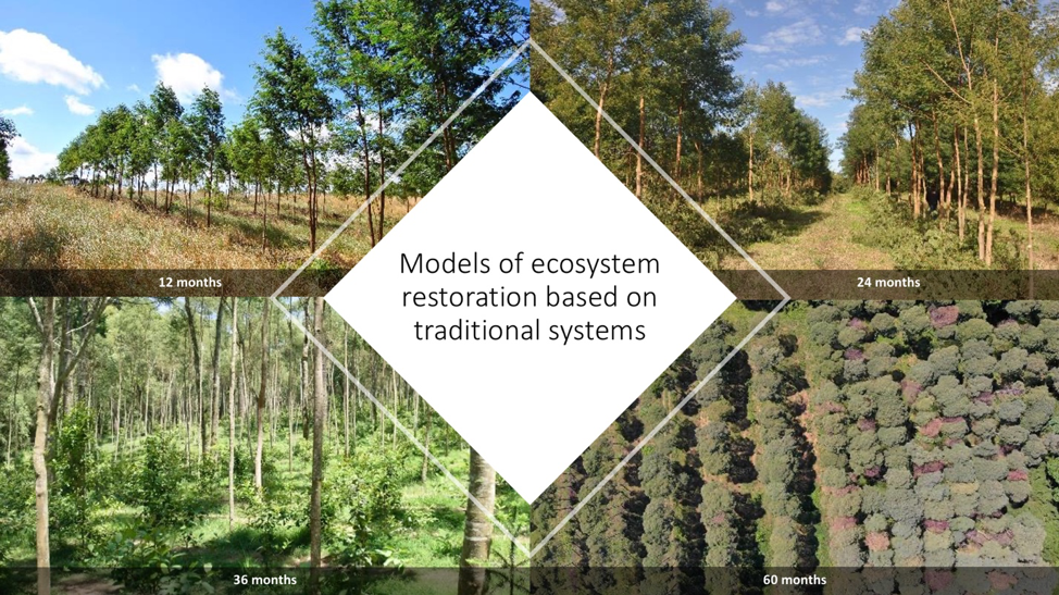 images of an restored agroforestry area after 12, 24, 36, and 60 months