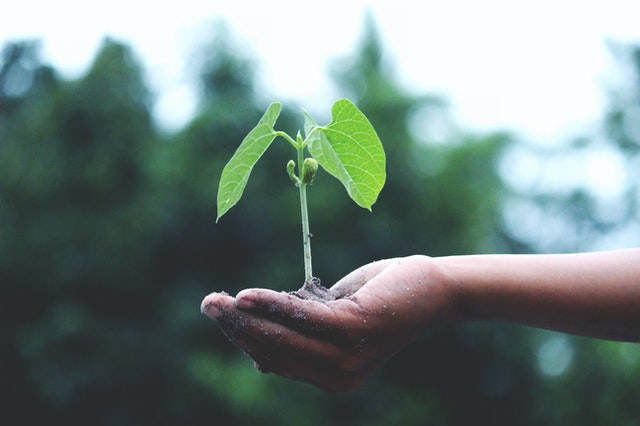 Person holding a seedling