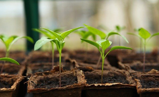 Green seedlings in peat pots