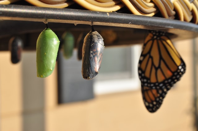 Metamorphosis from pupa to butterfly.