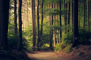 Forest of tall trees