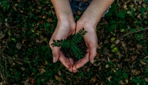 Hands holding dirt and small plant