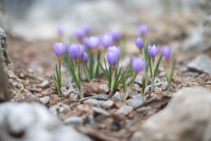 Purple crocuses sprouting out from rocky soil.