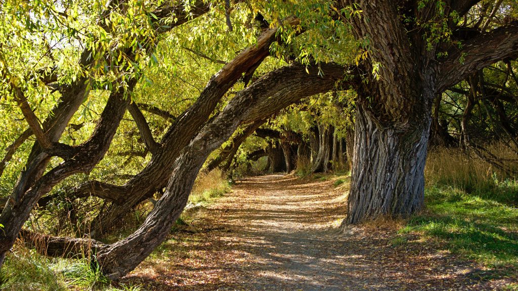 A dirt path surrounded by leaning trees