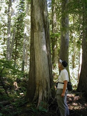 Culturally modified cedar tree in Washington state with man standing next to it