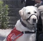 Golden lab service dog with white fur. She is wearing a black head collar and red service dog harness.