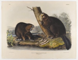 Two beavers with big yellow teeth gnaw at the base of a tree.