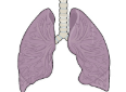 the lungs.