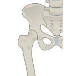 Hip and pelvis illustration.