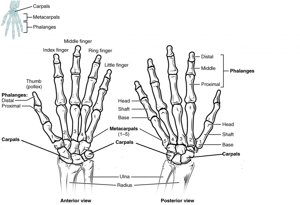 Skeletal System – Building a Medical Terminology Foundation