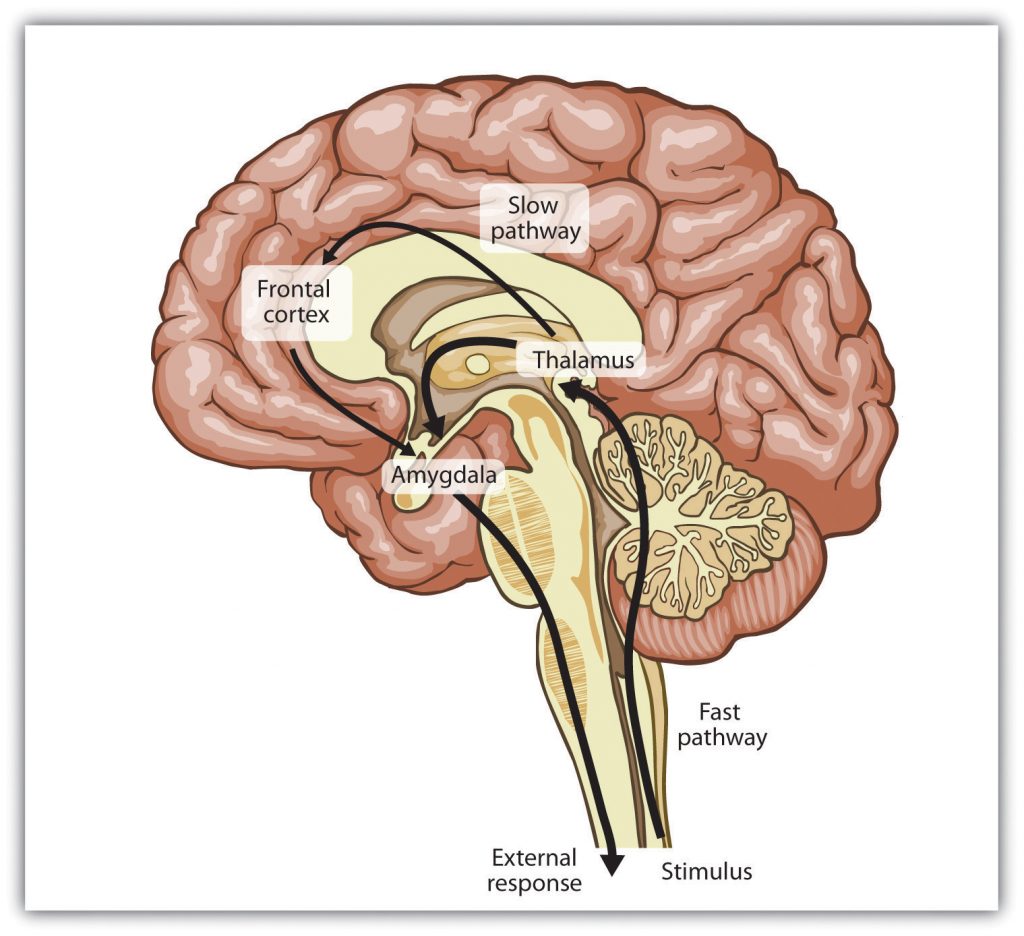 The brain: stimulus at the base traveling to a fast pathway to the thalamus. Slow pathway travels to the fontal cortex then to the amygdala and creates an exit response.