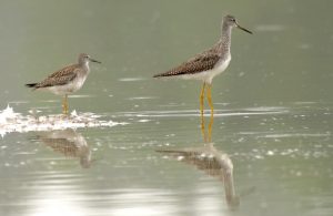 two birds standing in shallow water