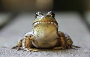 frog looking at you