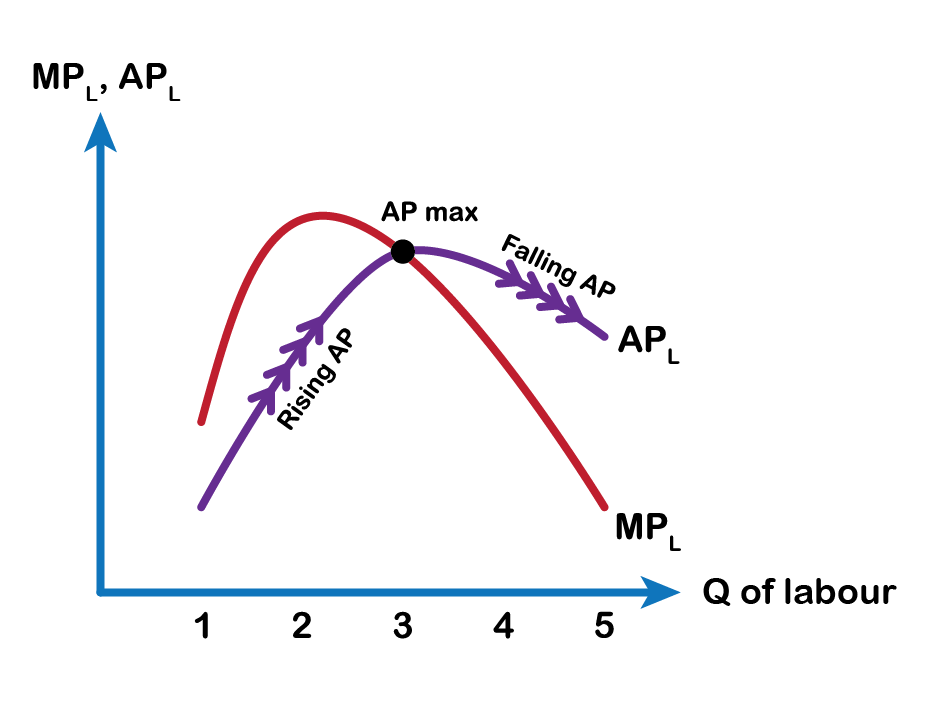 Graph of MPl curve and APl curve interesting at AP max