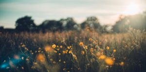 photo of a field of wildflowers