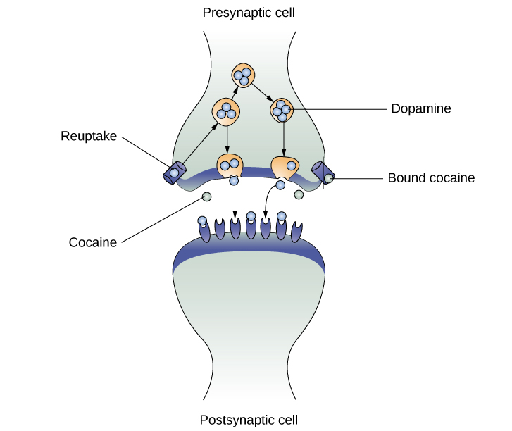 An illustration of a presynaptic cell and a postsynaptic cell shows these cells’ interactions with cocaine and dopamine molecules.