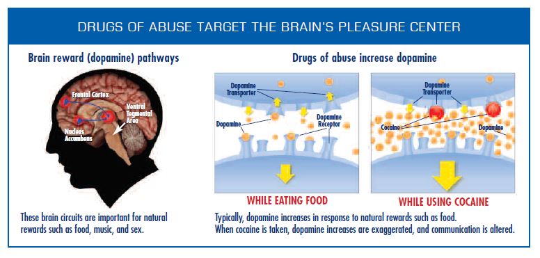 Figure depicting the brain reward dopamine pathways and a side by side comparison of the amount of dopamine produced by eating versus cocaine use.