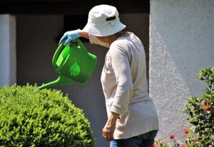 woman watering a bush