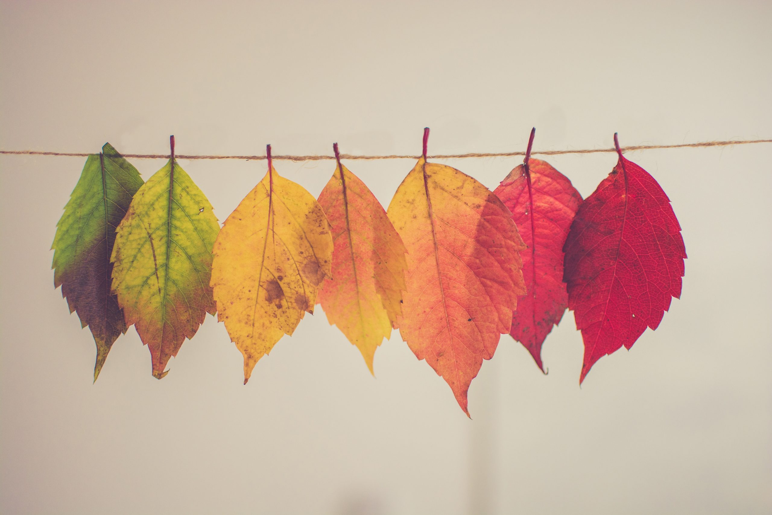 Photo of assorted colour leaves hanging on a string from green to red