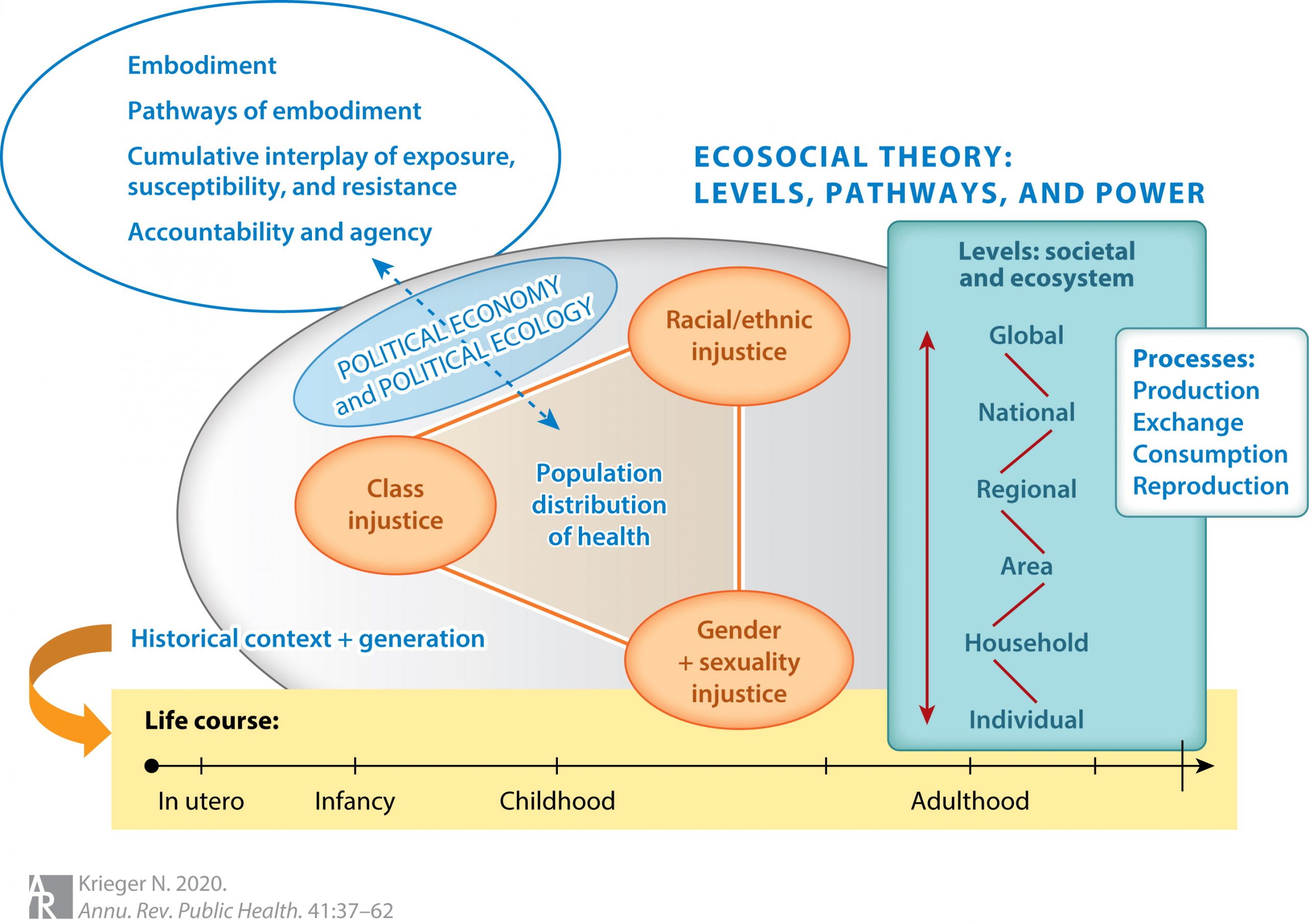 "This figure schematically presents how the ecosocial theory of disease distribution conceptualizes the relationship between population distributions of health, levels, pathways, and power to clarify how health inequities constitute biological expressions of injustice. The ecosocial theory of disease distribution posits four conjoined core constructs (white oval with blue outline) (91–98): (i) embodiment; (ii) pathways of embodiment; (iii) cumulative interplay of exposure, susceptibility, and resistance; and (iv) accountability and agency. These constructs are fundamental to causal explication of population distributions of health. All of these constructs operate (v) across the life course, contextualized in relation to historical generation (i.e., birth cohort) (yellow rectangle) and (vi) across levels (turquoise rectangle), as mediated by (vii) the society's political economy and political ecology (light blue oval)." (Krieger, 2020)