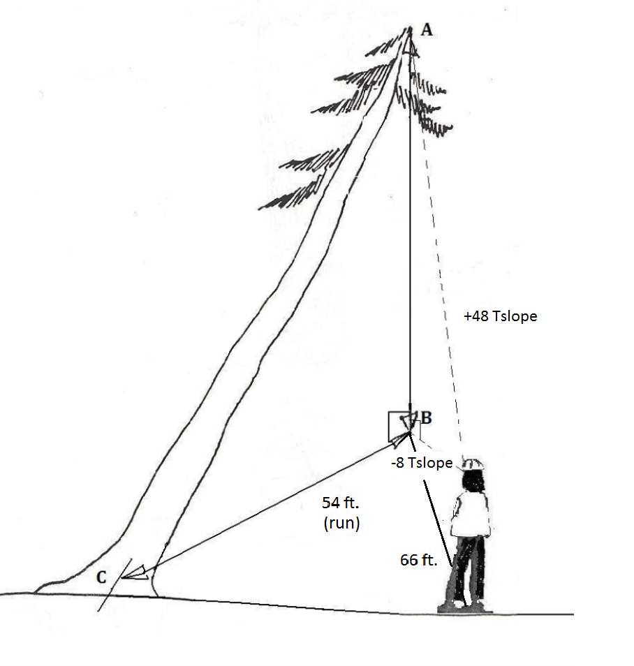 a leaning tree. at a horizontal distance of 66 ft, reading to top is +48 Tslope; reading to the top's fall line is -8 Tslope. Horizontal distance from stump to fall line is 54 ft.
