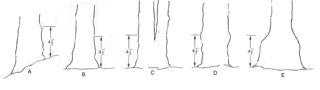 A. a tree on a slope. B. a normal tree. C. a tree forking below dbh. D. a tree with a bulge at dbh. E a tree with a bell bottom that ends at 4.5 feet above the ground.