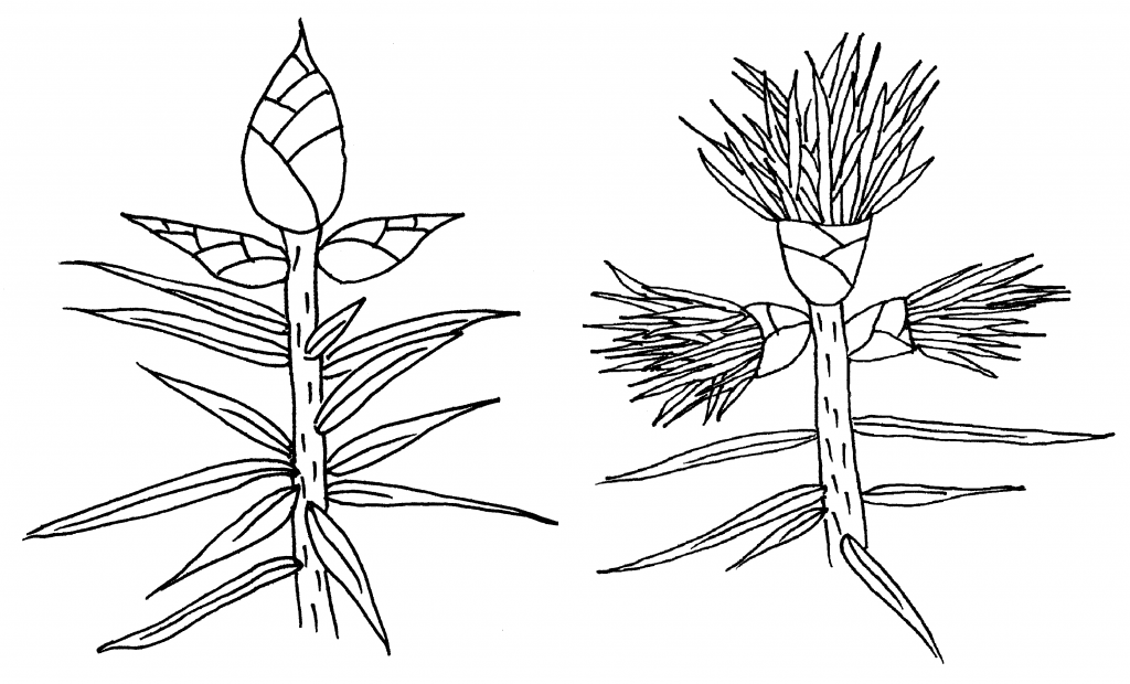 illustration of a terminal buds bursting to allow new growth emerge