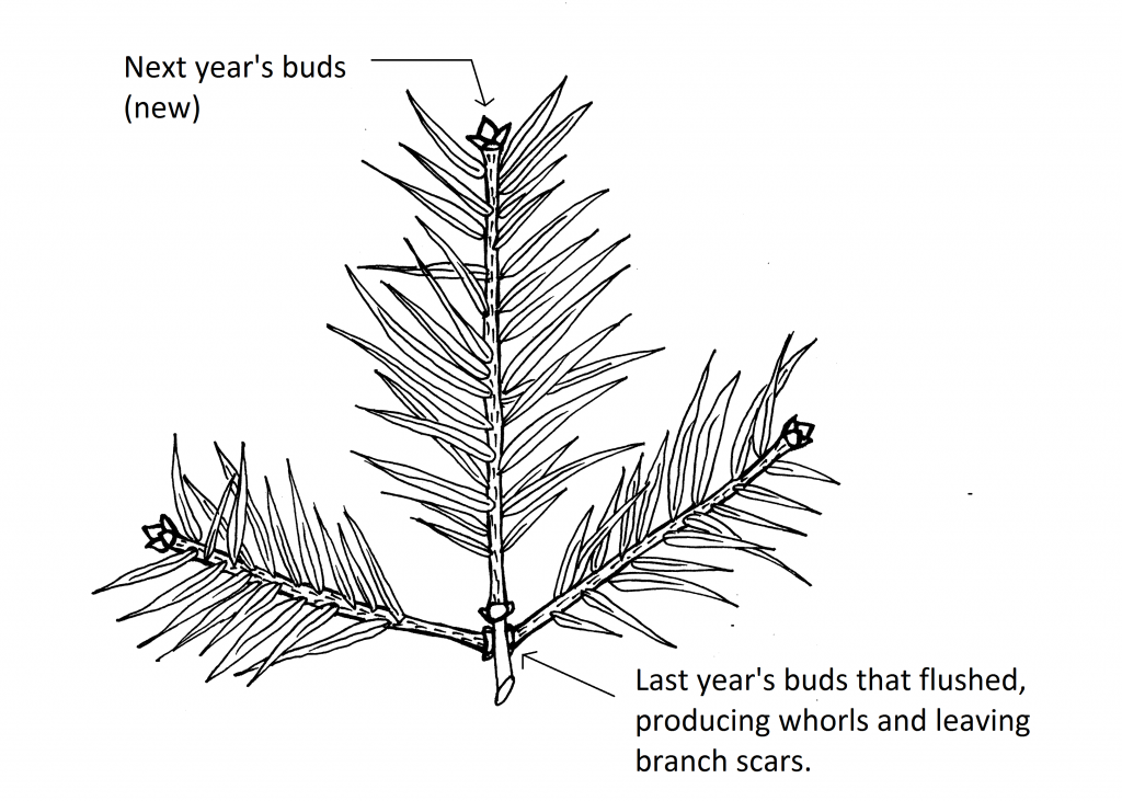 illustration showing one year's production of needles on a branch