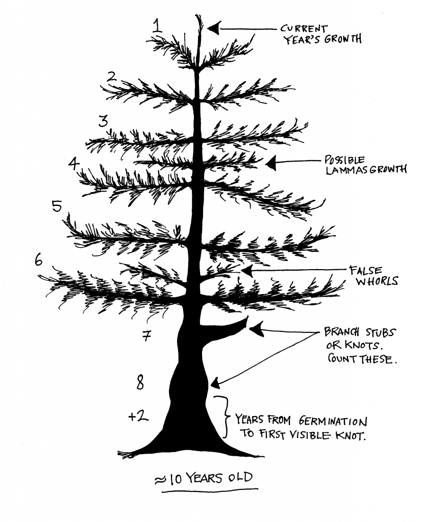A grphaic showing a young tree with 6 discernible whorls og branches, two years of knots from old branches and two years estimated to visible branches for a total of 10 years
