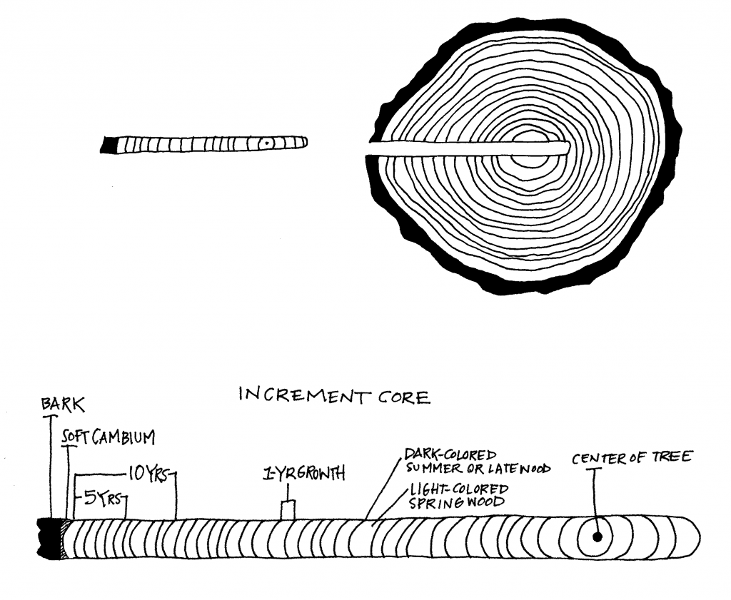 Dendrochronology & Tree Rings: Science Project for Kids