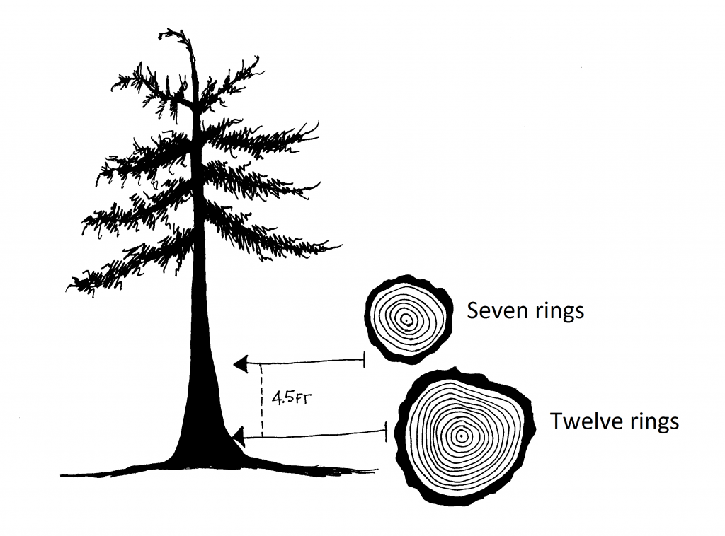Graphic with two tree rounds; one cut from stump height showing 12 annual rings; one cut from 4.5 feet above the ground showing 7 annual rings