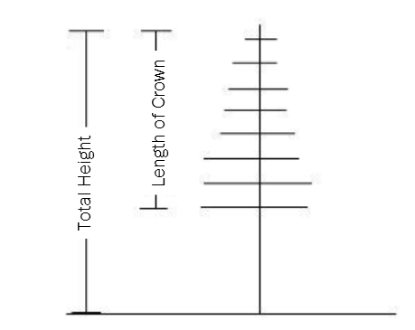 graphic showing a length of a tree's crown