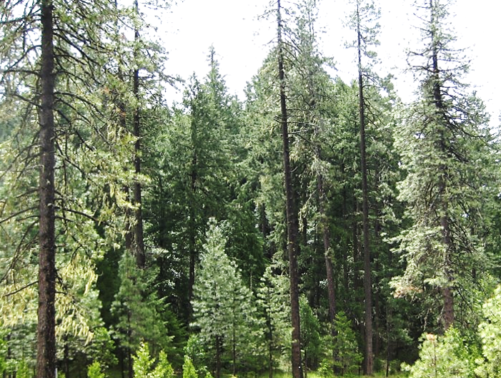 photo of forest with multiple layers of trees