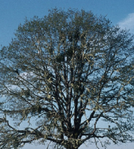 photo of oak crown