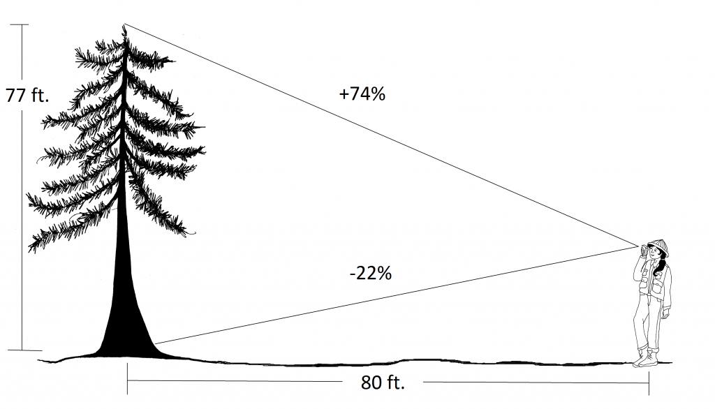technician measuring tree height from a horizontal distance of 80 ft.