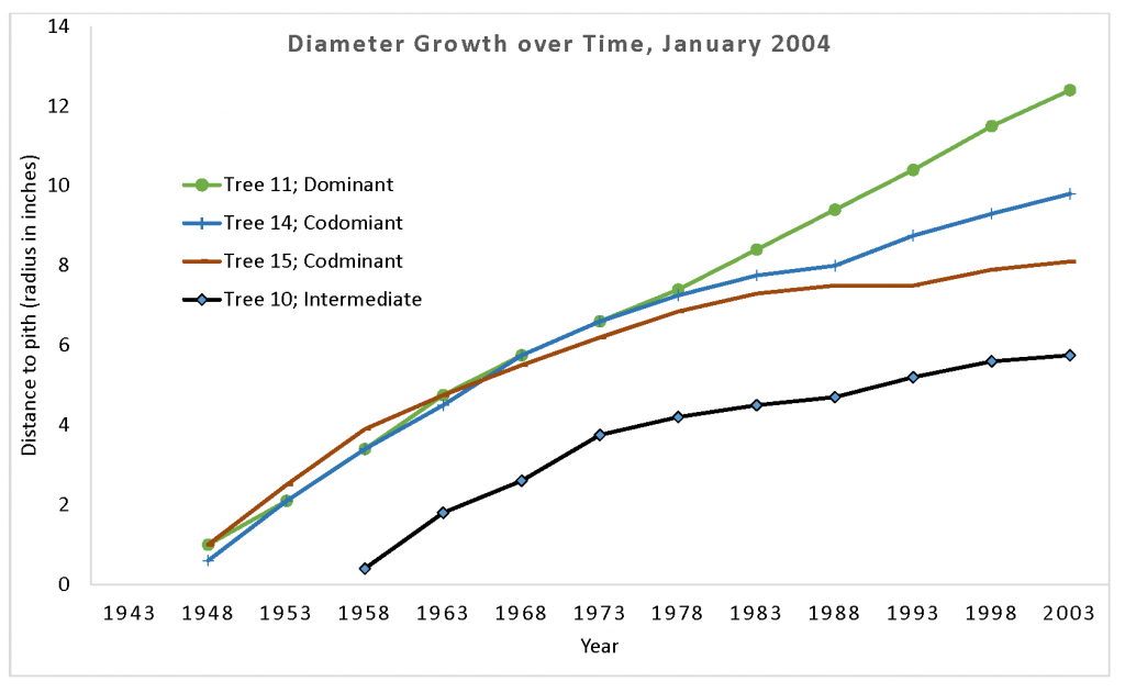 graph of four trees' diameter over time; one domianant tree shows fast gorwth from its beginning. Two codominant trees start off fast, but slow down mid-age. An intermediate tree has slower rates and also shows a younger age at dbh