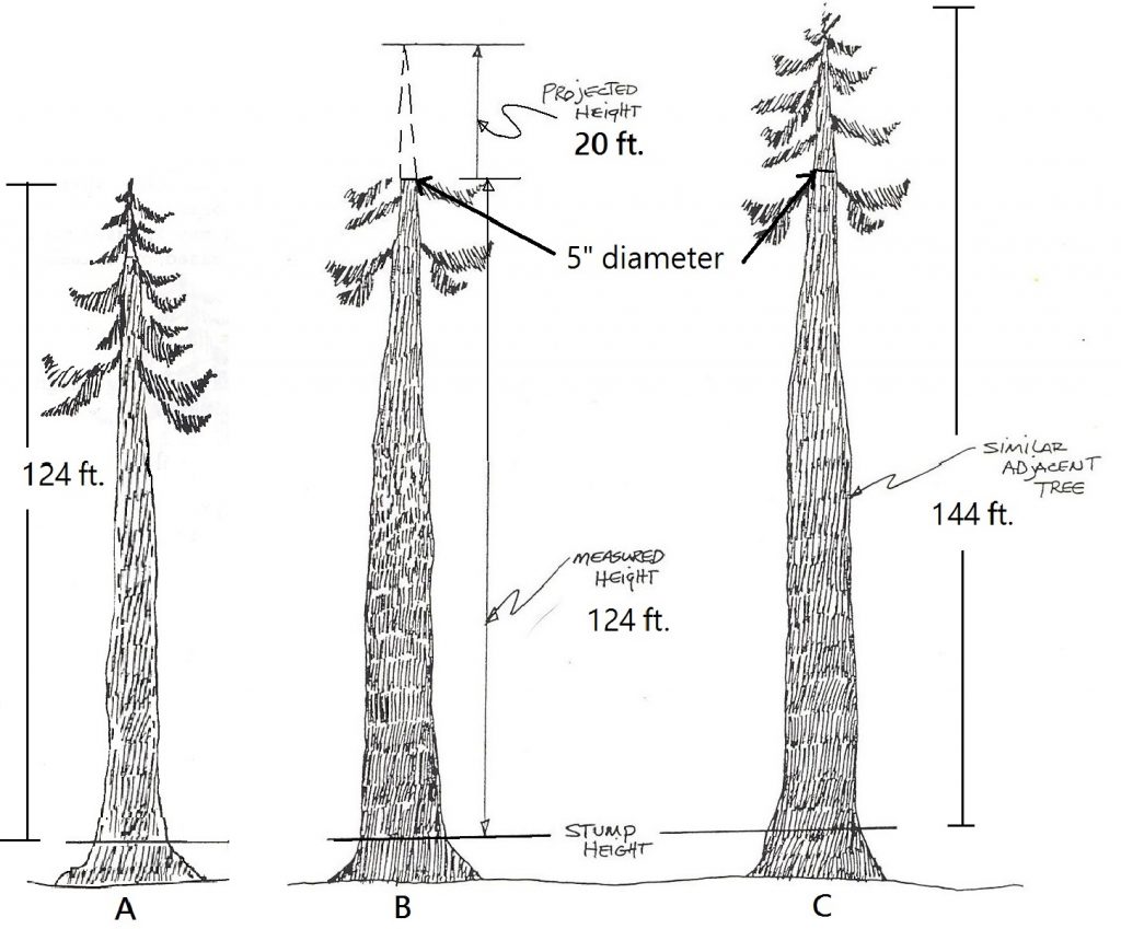 graphic showing how a broken top tree is reconstructed by comparing a neighboring tree to estimate its missing top