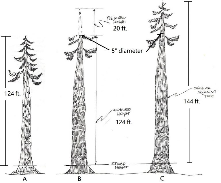 2.5 Measuring Height on Irregular Trees – Forest Measurements: An ...