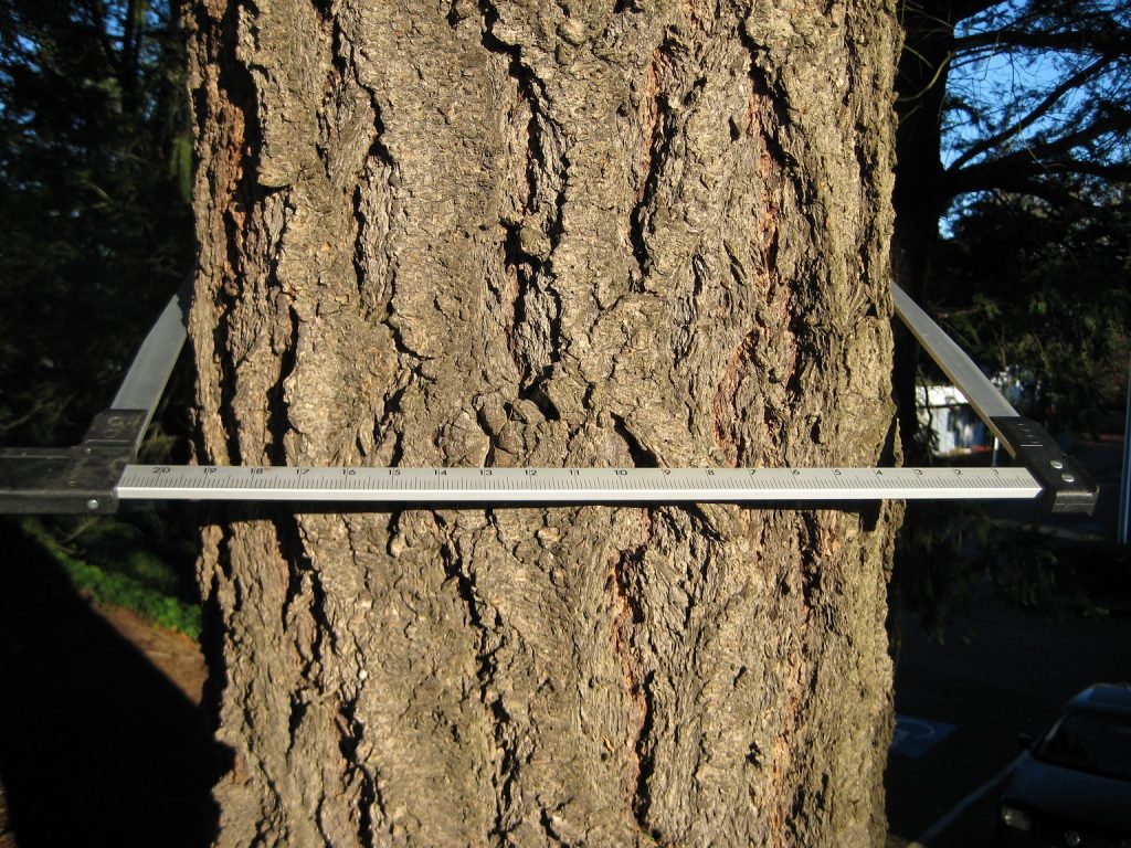 photo of tree trunk clamped by a tree caliper